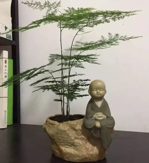 多肉也能做成雕像,乍一看还以为是真人
