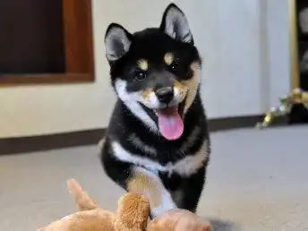 图哪里有卖柴犬柴犬多少钱柴犬图片柴犬幼犬鞍山宠物狗鞍山列表网
