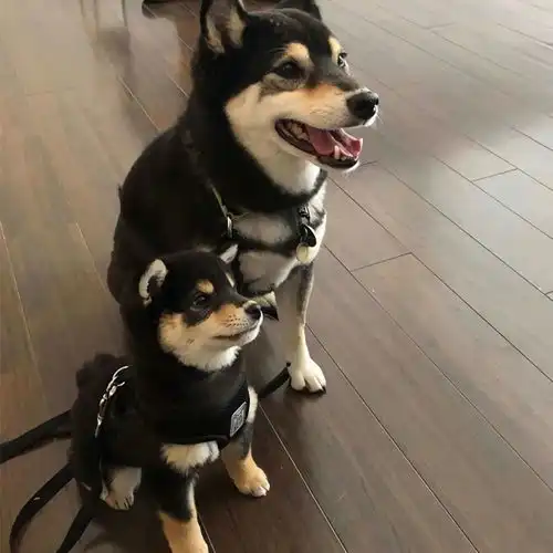 你有什么压箱底的笑话吗
