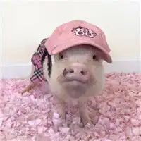 可爱小猪情头一左一右愿做你一辈子的猪
