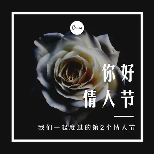 白玫瑰浪漫情人节节日微信朋友圈
