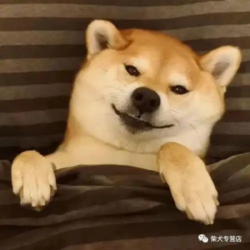 有卖柴犬的吗如何挑选一只心仪的柴犬

