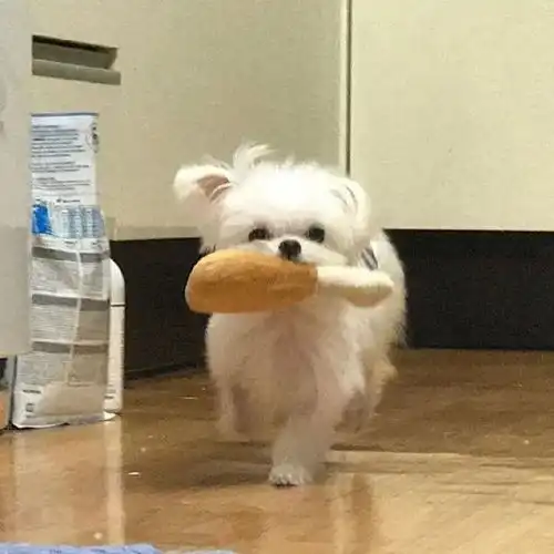 叮咚您的小狗快递员已上线
