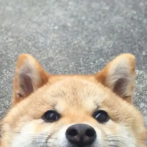 刚到家的小柴犬拉肚子该怎么办如何预防
