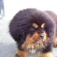 藏獒q版头像
