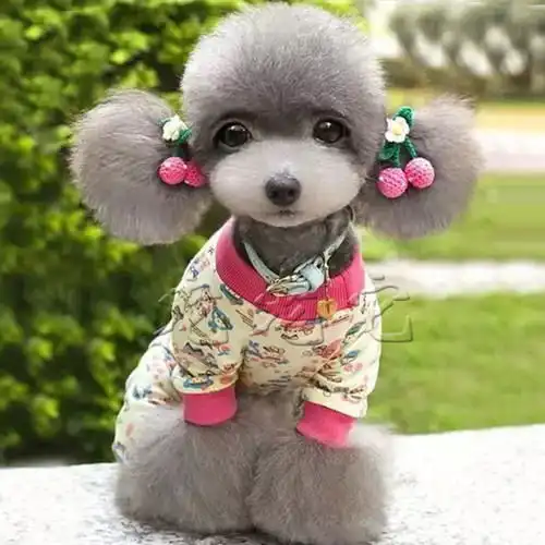 如何养好一只泰迪狗狗,你知道吗
