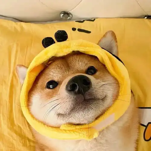 快来换新的头像啦

