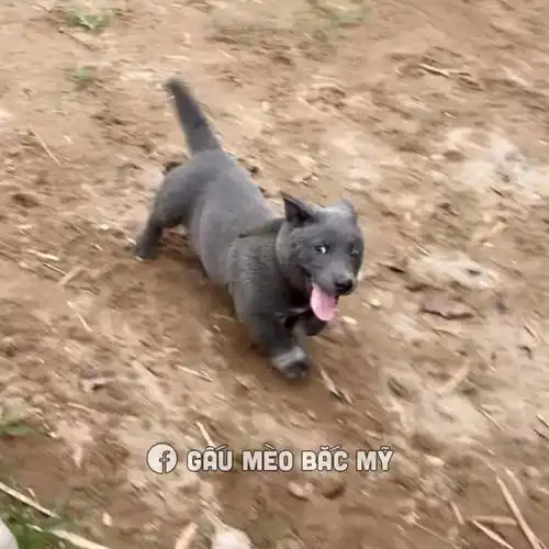 那只蓝猫和二哈的混血汪,真面目终于被曝光了

