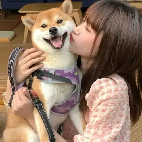 情侣头像今日营业
