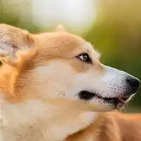 柯基犬头像乖巧可人的柯基头像微信头像图片大全
