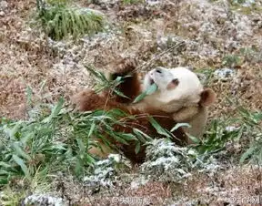 爱到无法自拔大熊猫见雪变身雪花熊
