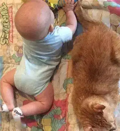 老橘猫因为臭脾气,还患有猫艾滋,无人领养,书店主人抱回家后
