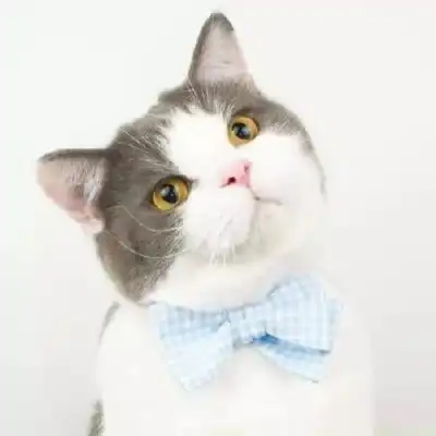 可爱猫咪情侣头像一对,送给都喜欢猫的情侣们了
