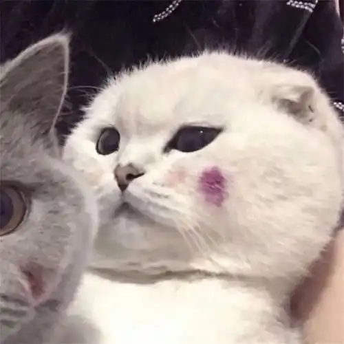 分享一组猫咪狗狗的可爱情头
