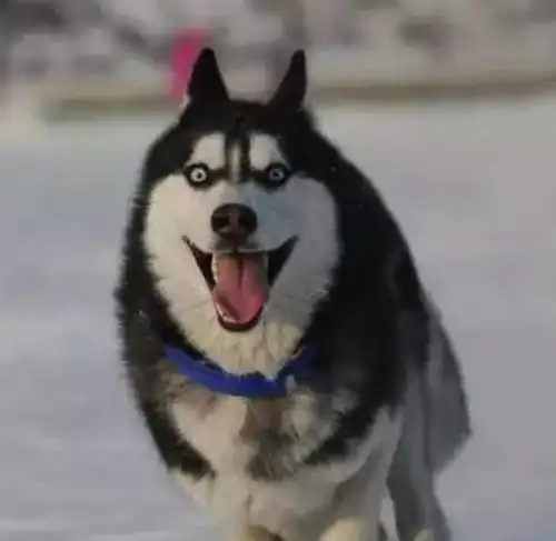 哈士奇跟这群狗狗羞羞后生出一堆奇葩犬
