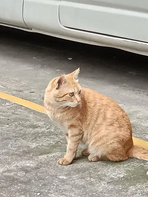 偶遇小橘猫
