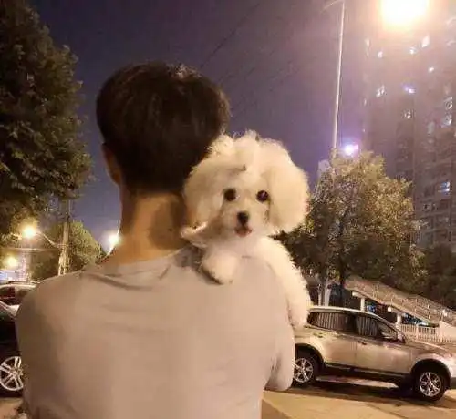 韩国情侣都有养狗,为独宠爱犬劝男友将狗送走,未果后竟喂巧克力
