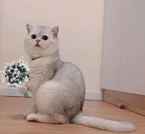 一天一个炒鸡腻人的土味情话
