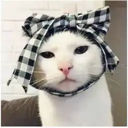 情侣微信聊天壁纸可爱猫咪一对猫咪呆萌可爱图片大全高清
