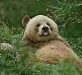 熊猫界的顶流明星
