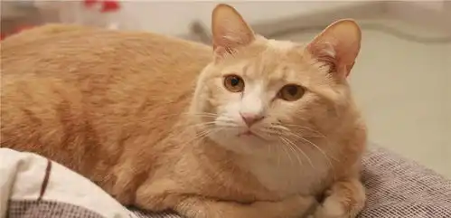 3招搞定猫咪臭屁股我柠檬了
