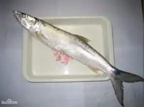 黄钻鱼的图片
