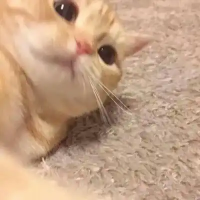 池乔爬爬可爱橘色猫猫情头自加情侣头像我要个性网
