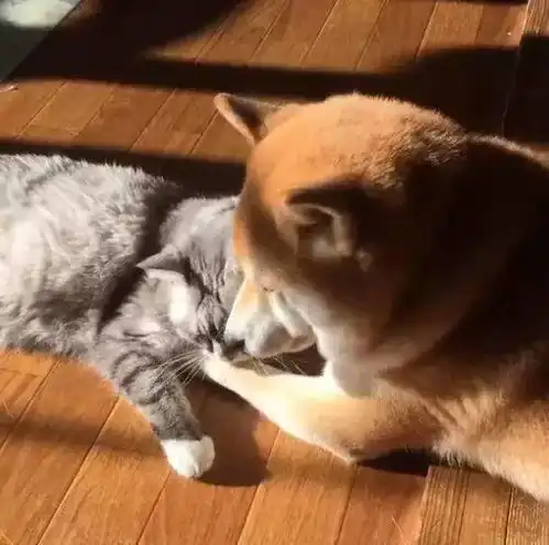 日本一柴犬以为自己是猫,每天和只橘猫混一起后,画风变成了这样
