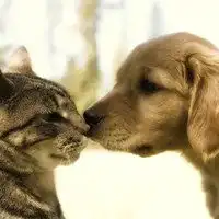 动物情侣头像猫狗一对微信头像图片大全
