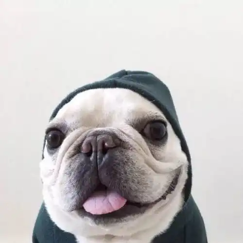超萌的狗狗和猫咪头像
