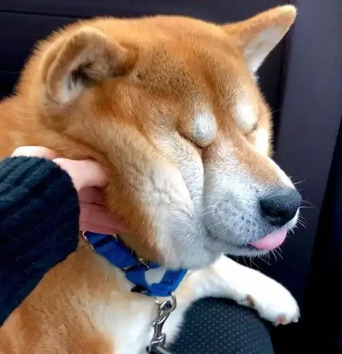 被主人捧在手心长大的柴犬,才会有这些表现
