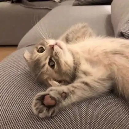 宠物头像可爱图片,最适合爱狗爱猫的人士了
