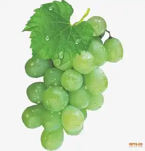 青葡萄葡萄庄园葡萄批发葡萄红酒葡萄节葡萄节开幕葡萄采摘葡萄采摘园葡萄采摘节进口葡萄采摘葡萄青色元素免抠png设计图片免费下载页面网页平面电商创意素材青色素材
