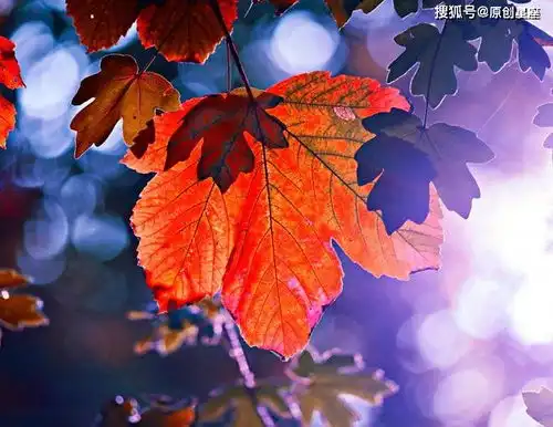 1月底金星报喜,爱情来袭,3星座收获真爱,苦尽甘来
