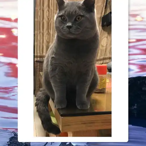 英短双血统蓝猫大吉找女朋友
