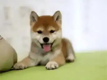 图哪里有卖柴犬柴犬多少钱柴犬图片柴犬幼犬北京宠物狗
