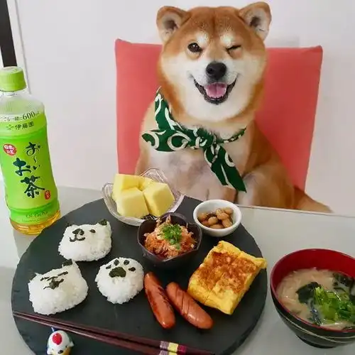 日本一柴犬因笑容治愈走红网络网友承包了我2018年的头像
