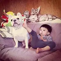 斗牛犬和萌小孩情侣头像微信头像图片大全
