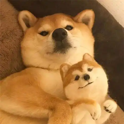 一只柴犬爱上了它自己,画面暖得有点可爱
