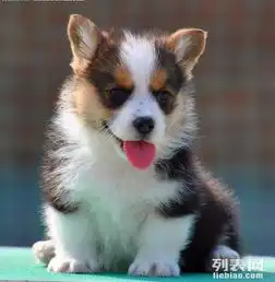 纯种顶级柯基犬短粗腿三色柯基两色柯基通风围脖
