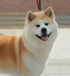 纯种日本秋田犬幼犬出售赛级正宗家养双血统疫苗齐全活体宠物狗狗
