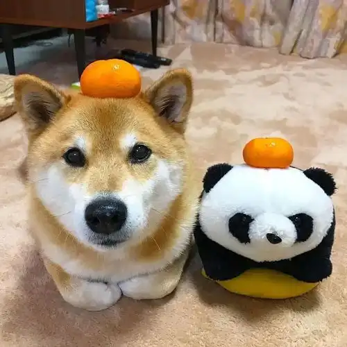 猫爱吃鱼,柴犬爱吃西瓜走近这些超可爱的柴犬.....
