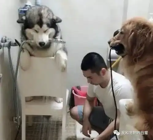 朋友家养的两只狗狗颠覆了我的三观,这么具有破坏力的二哈居然让他驯服了
