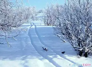 关于雪的作文300字4篇
