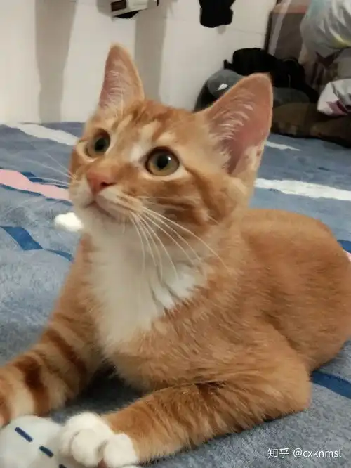 没有花纹的橘猫

