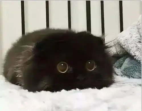 童年回忆,动画片里的猫都是些什么品种

