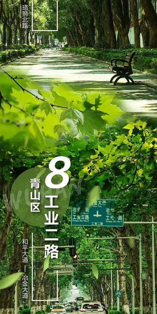 一图穿越,武汉十大最美林荫路
