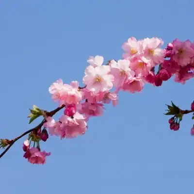 最美樱花微信头像,粉色的樱花看起来比较漂亮吧
