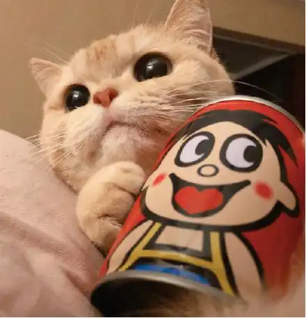 520橘猫情侣头像听说有人很喜欢这组情头安排
