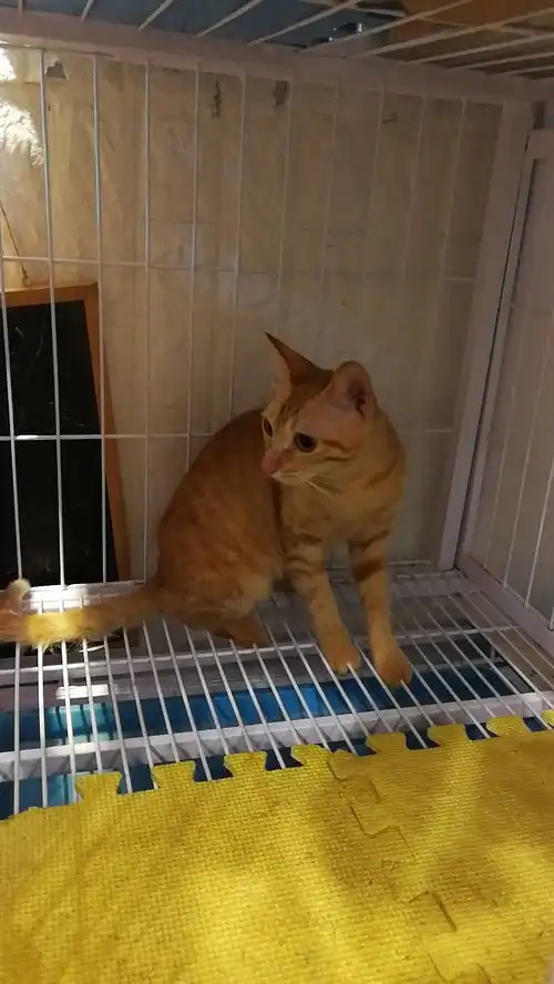橘猫无偿领养
